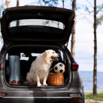 viajar con mascotas